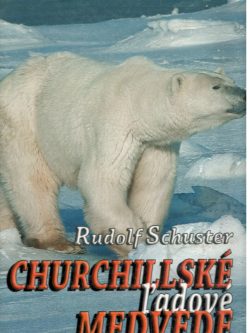 CHURCHILLSKÉ ĽADOVÉ MEDVEDE