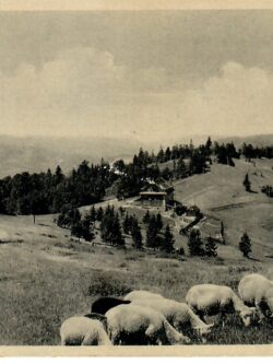 FILOKARTIA 0023 - JAWORNIKGEBIRGE - NEU-TRAUBENDORF I. D. WALLACHEI